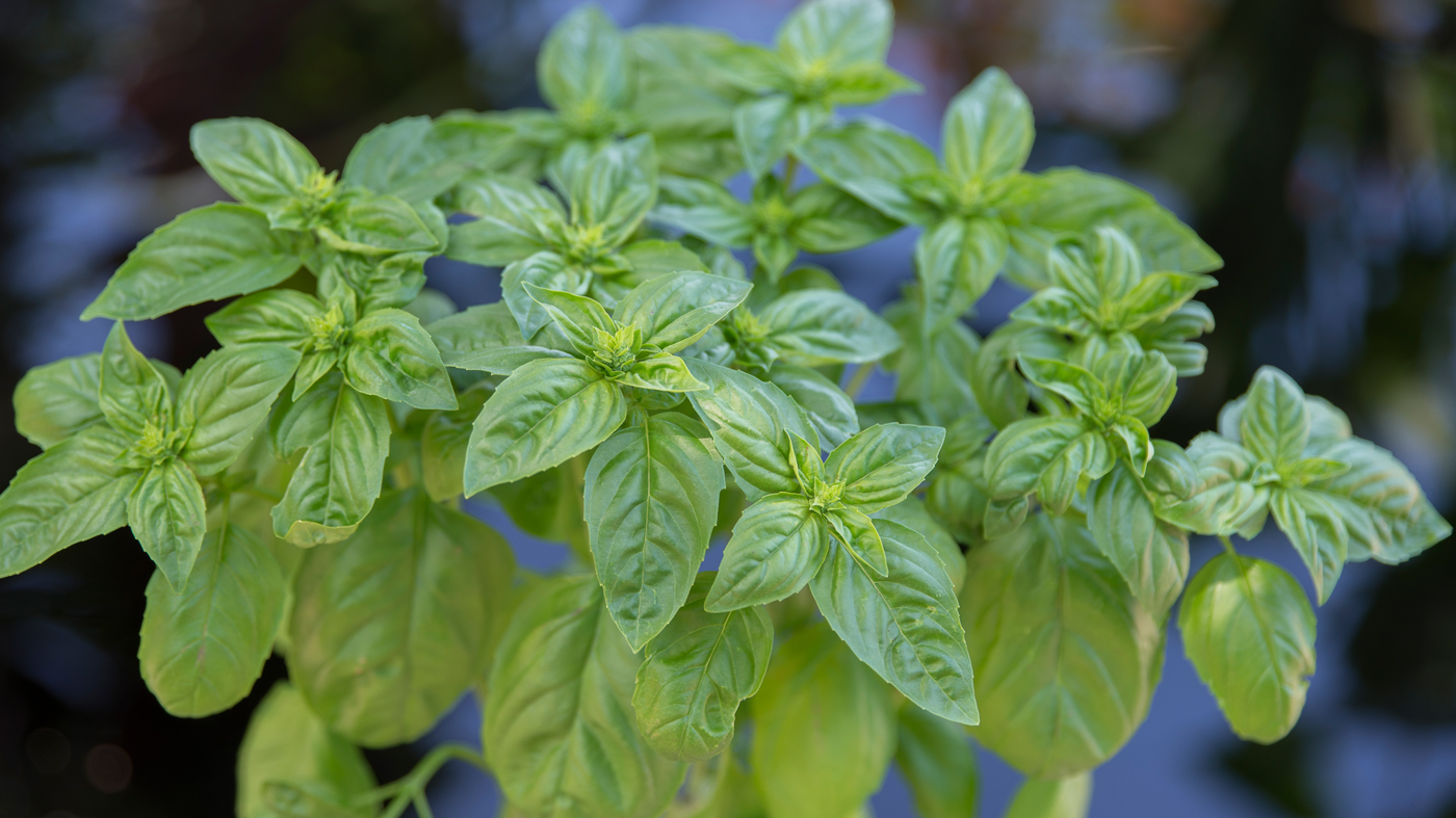 Basil (Ocimum basilicum)