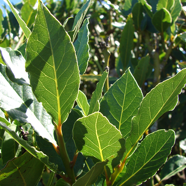 Bay Laurel