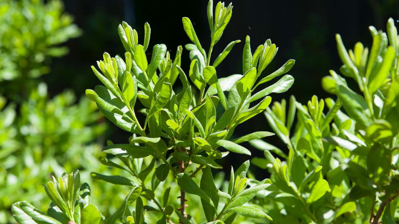 Northern Bayberry Myrica pensylvanica