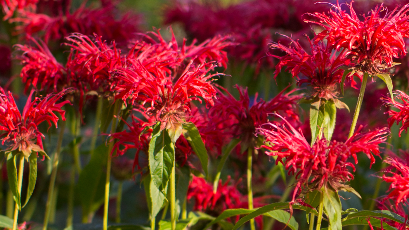 Bee balm