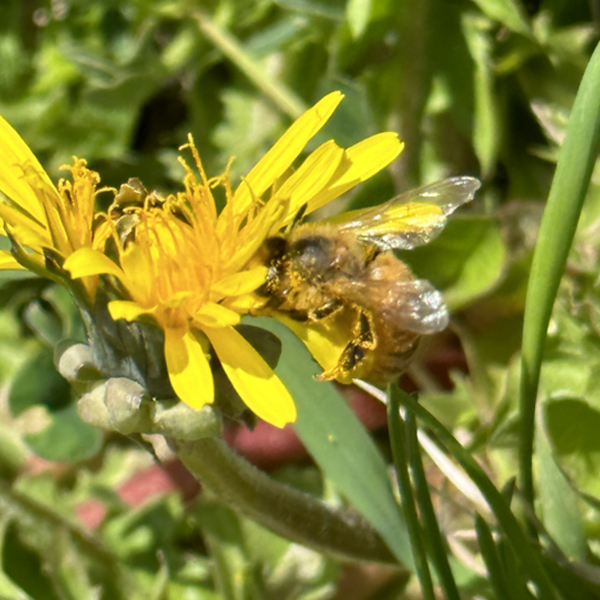 Bee on a dandelion