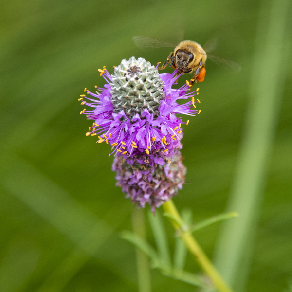 bee on a weed