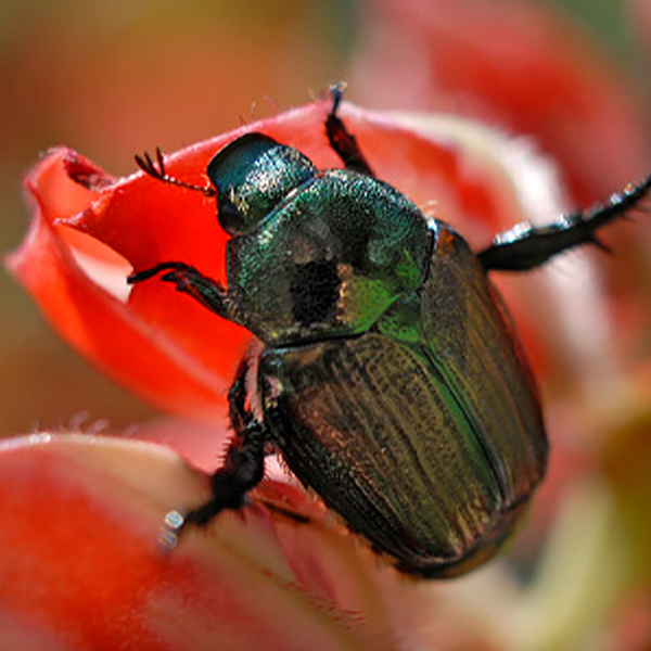 Japanese beetles