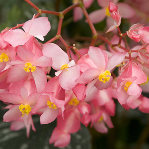 Begonia