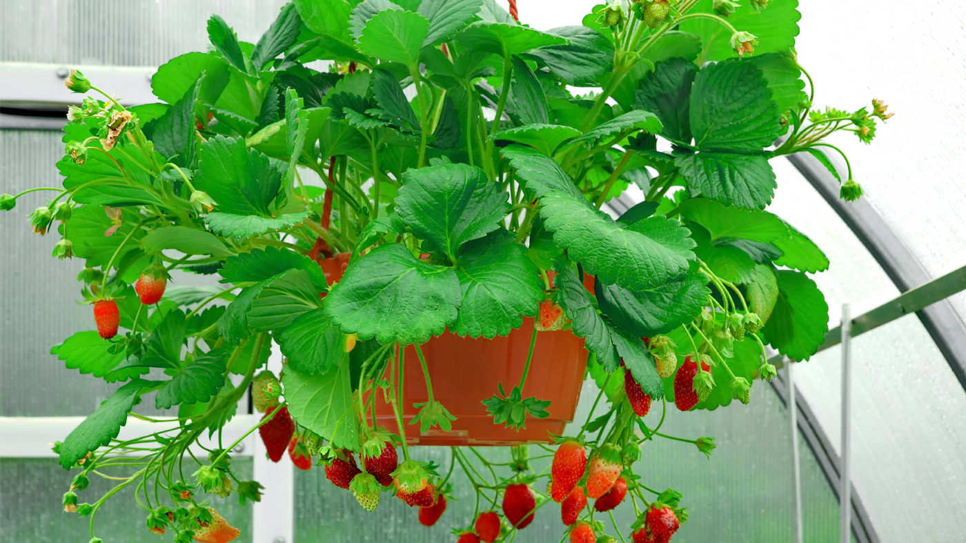 berries in a basket