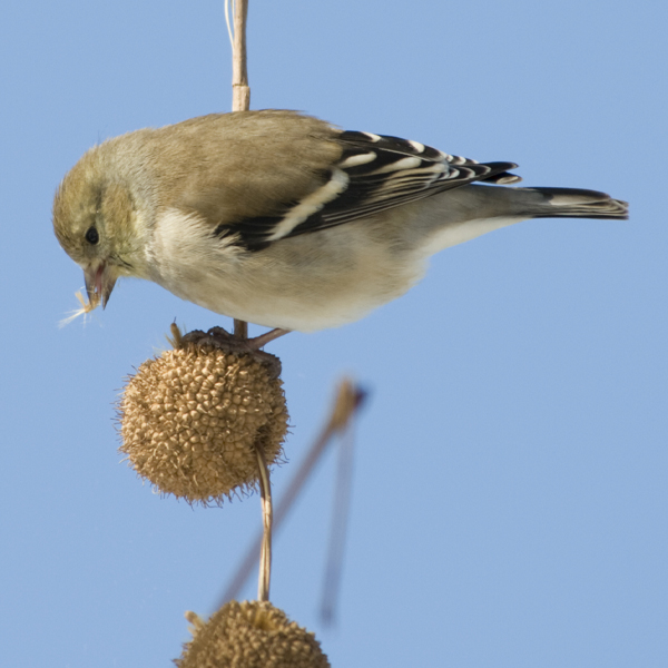 bird: finch eating