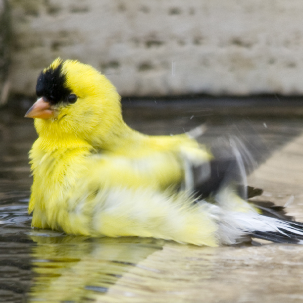 bird: finch in water