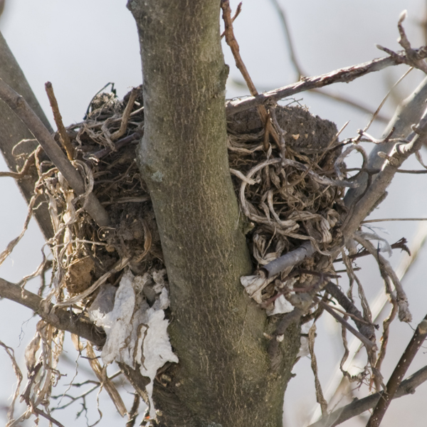 bird nest