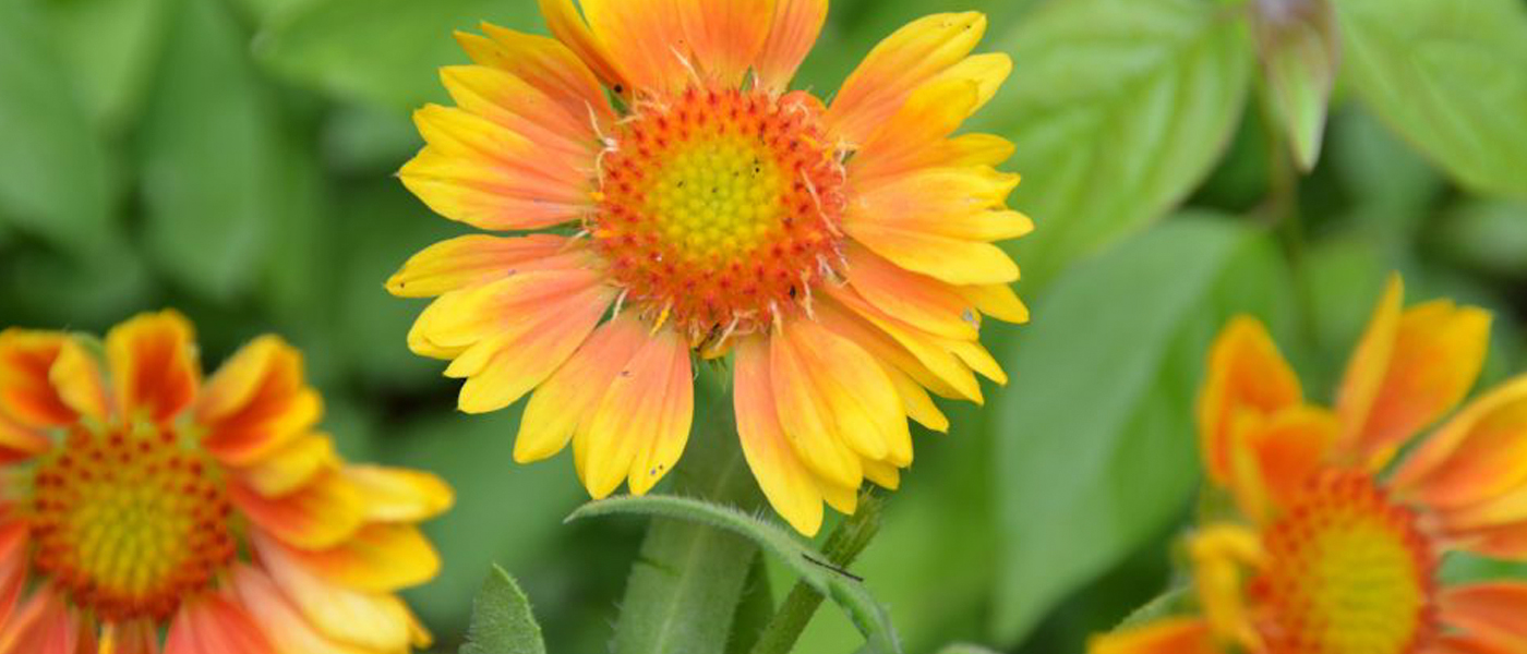 Blanket-flower