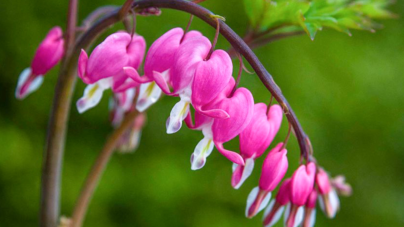 Bleeding heart