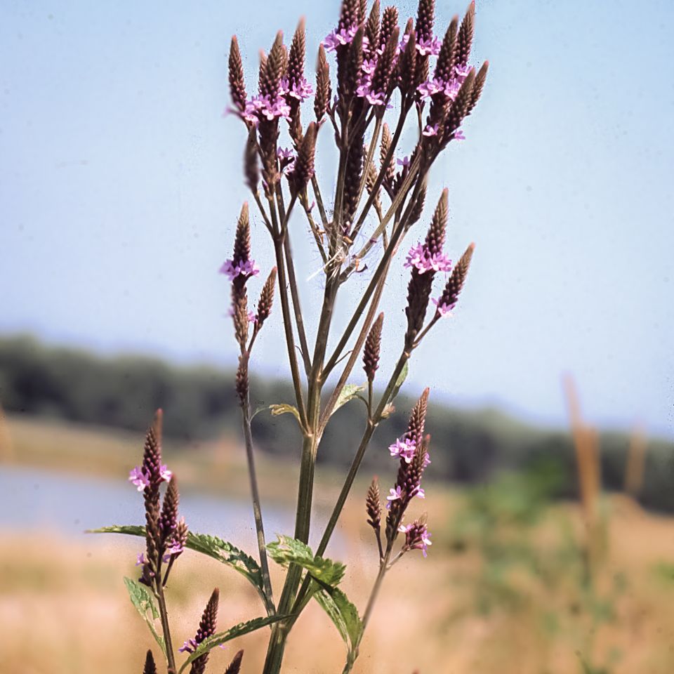 Blue Vervain (Vervena hastata)