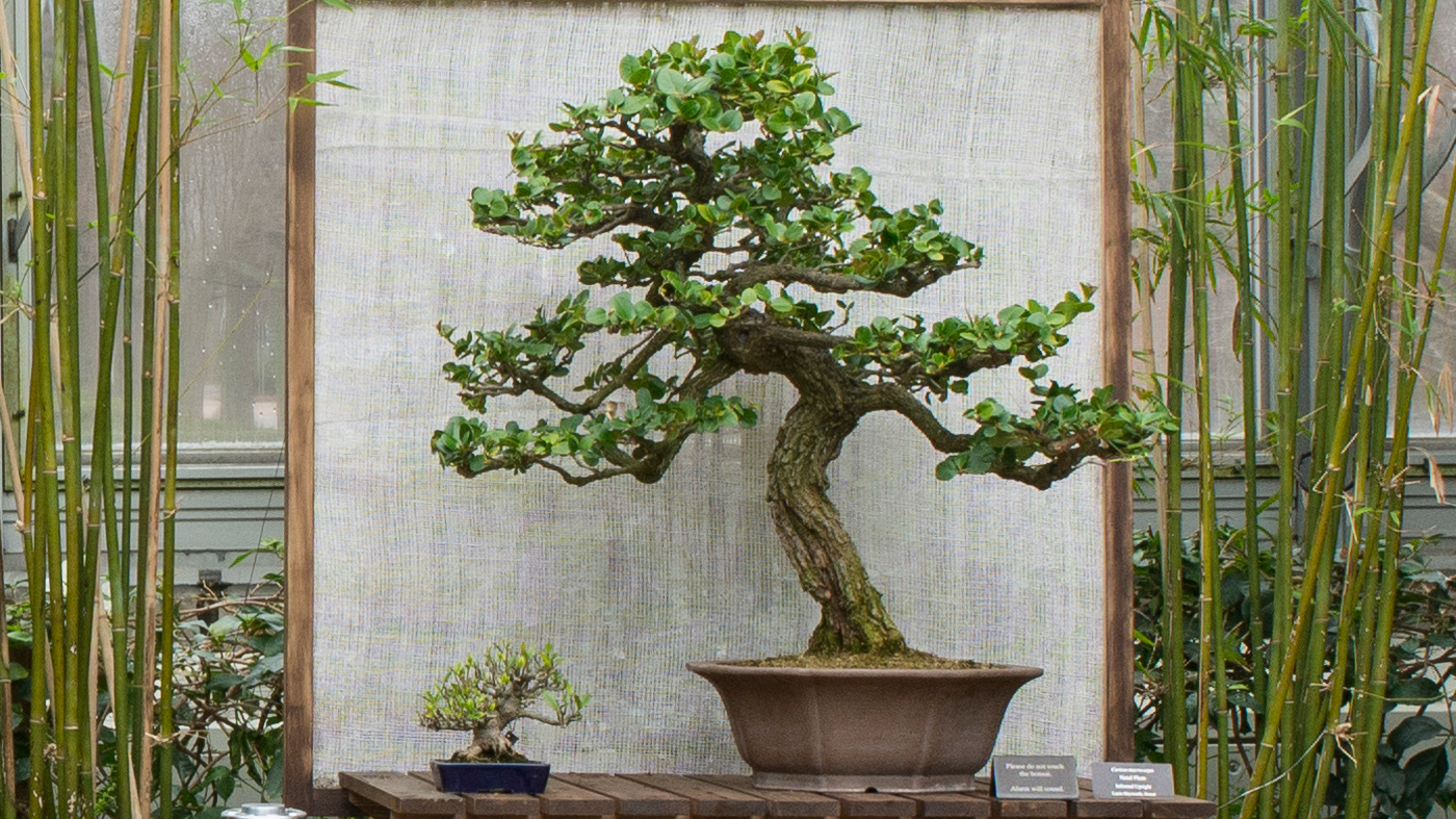 Bonsai in greenhouse