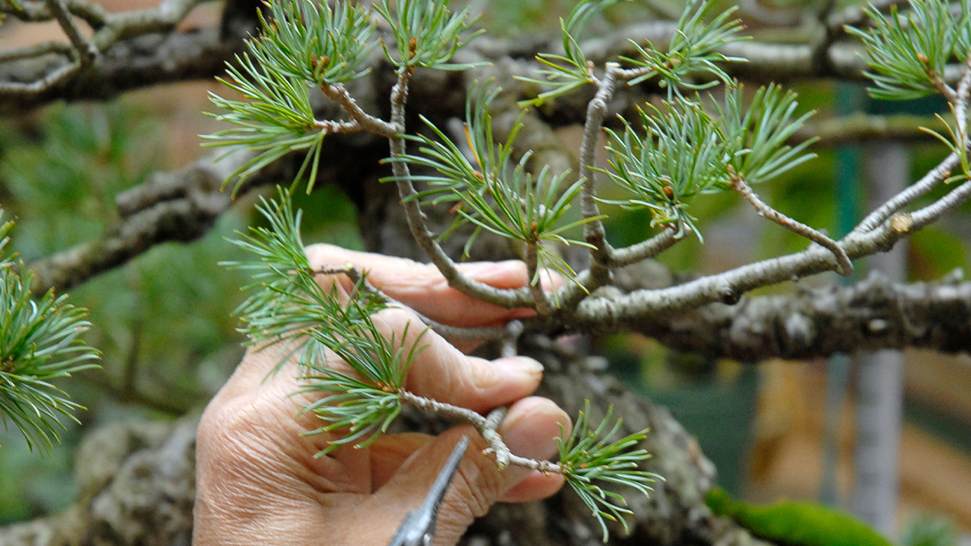 bonsai technique