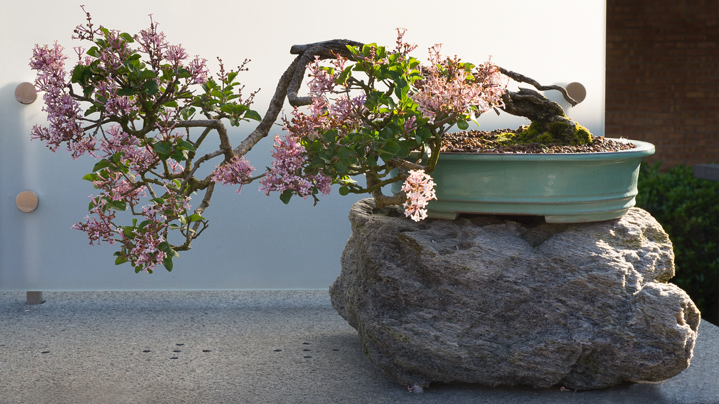 Outdoor bonsai display in the Searle and Runnells Courtyards adjacent to the Regenstein Center