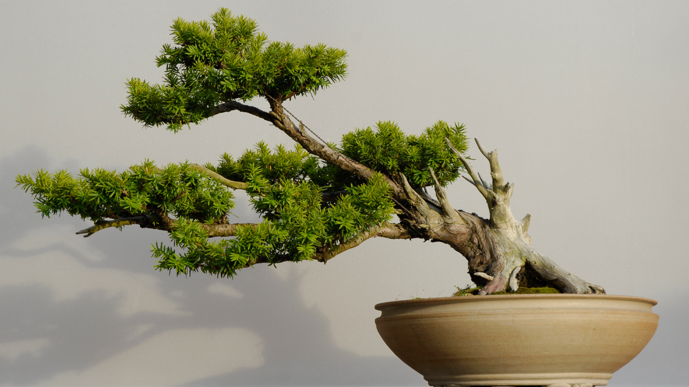 Bonsai