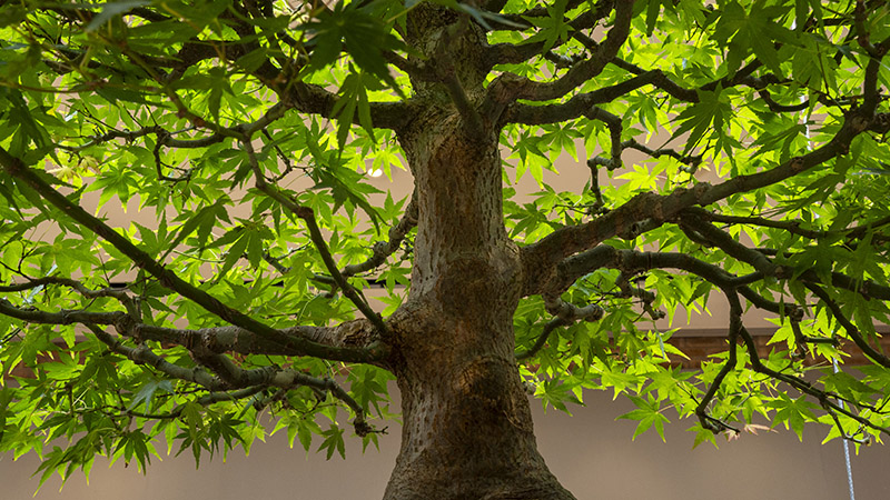 bonsai tree
