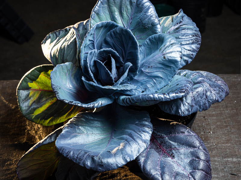 Brassica oleracea 'Ruby Perfection'