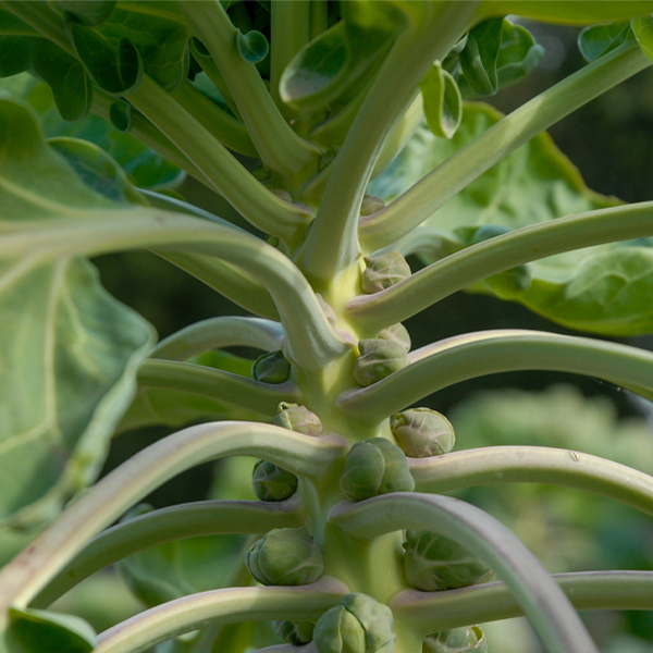 Brussel sprouts