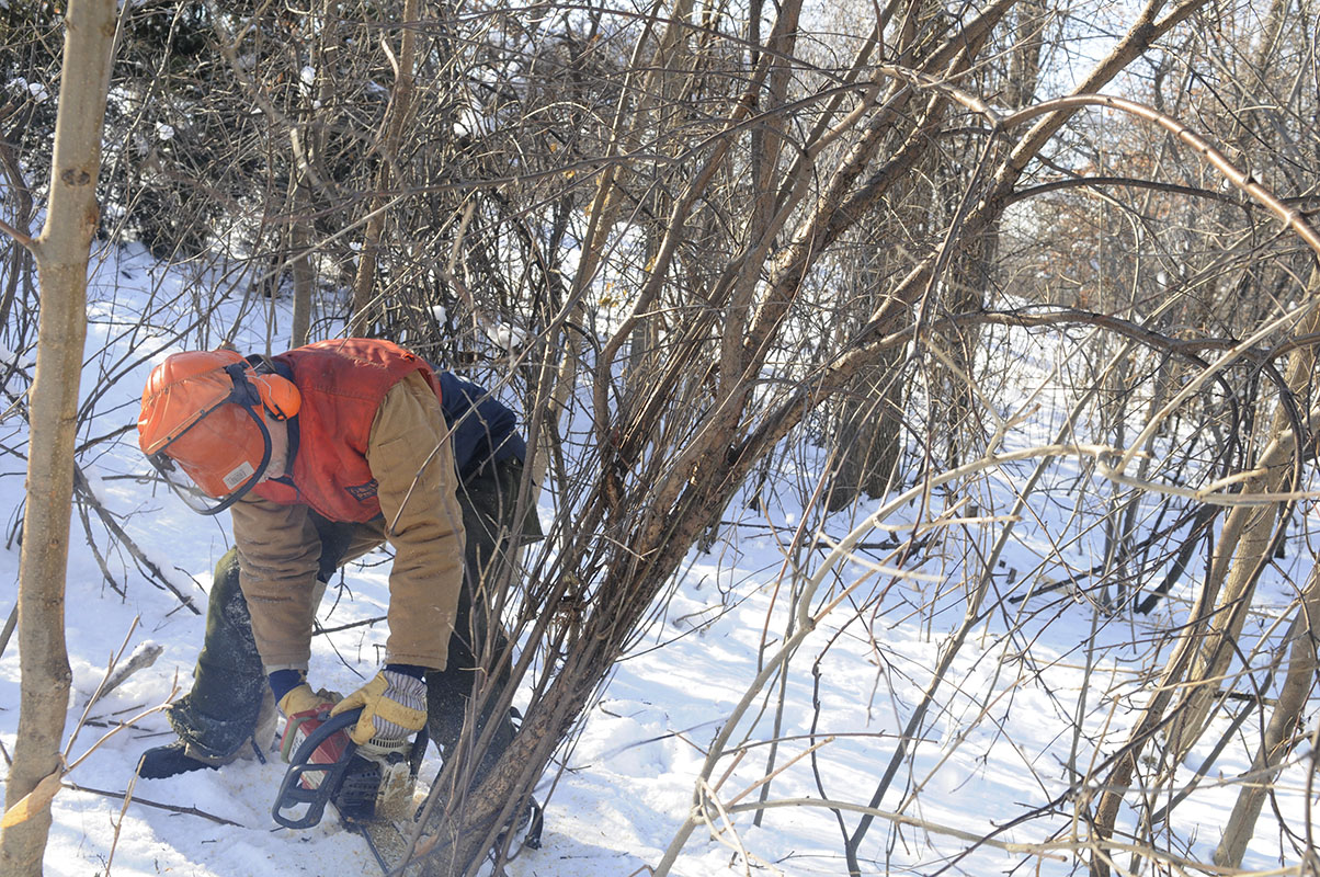 Removing buckthorn