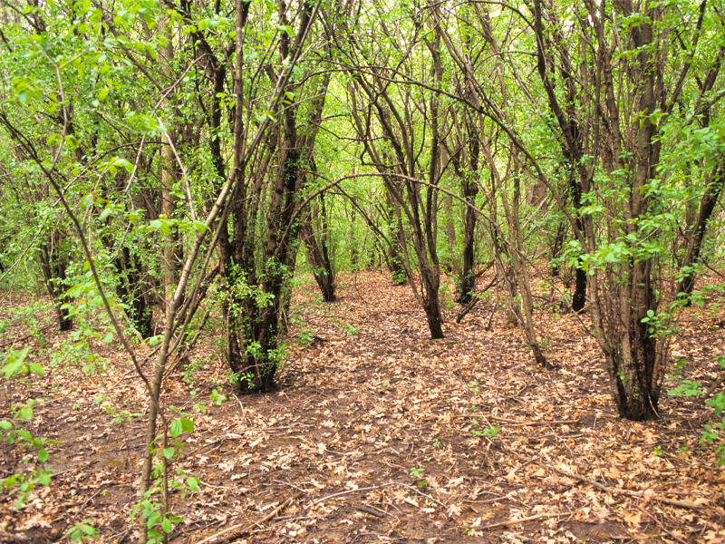 A woodland dominated by buckthorn