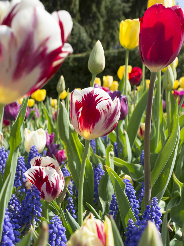 Variety of bulbs