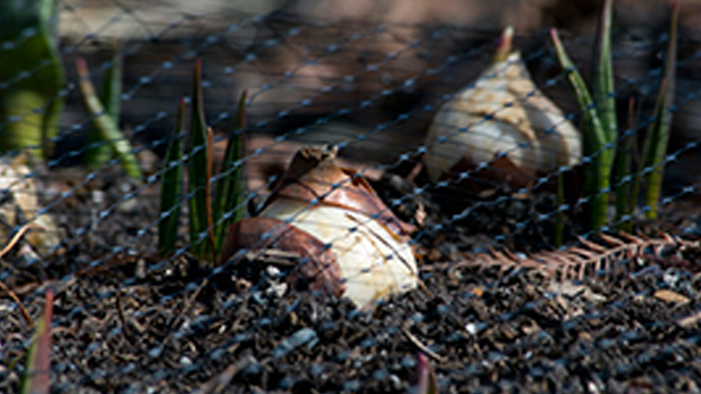 Bulbs with protective netting