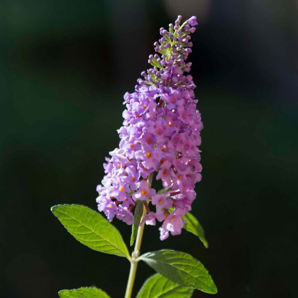 Butterfly bush(Buddleja)