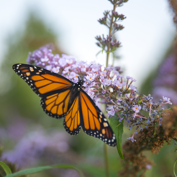 butterfly on a weed