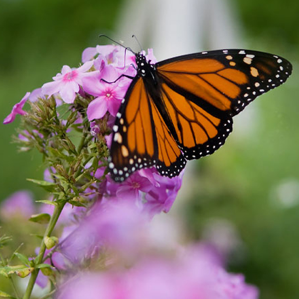 butterfly on a blue-flowered perennial