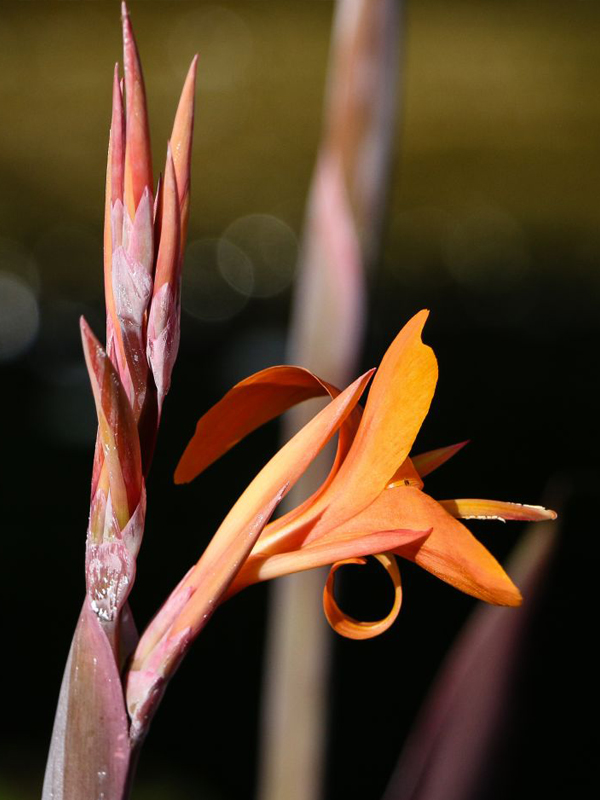 Canna intrigue