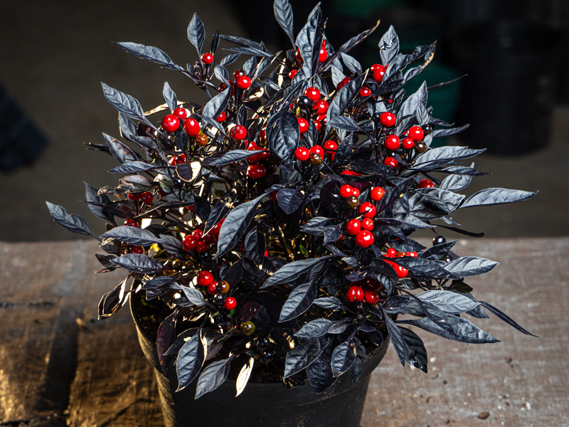 Capsicum annuum ‘Onyx Red’