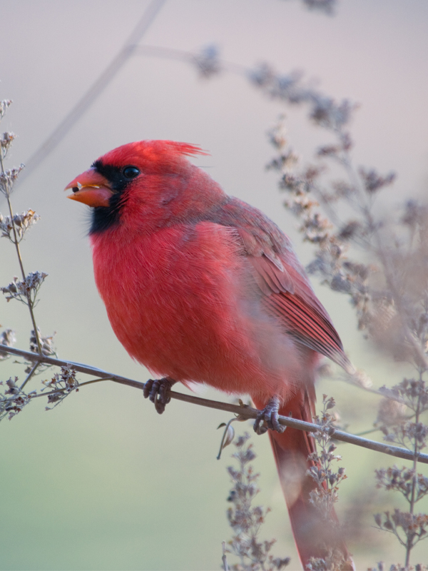 Cardinal