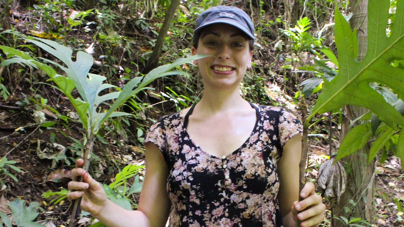 Root shoots of the Caribbean breadfruit cultivar Soursop