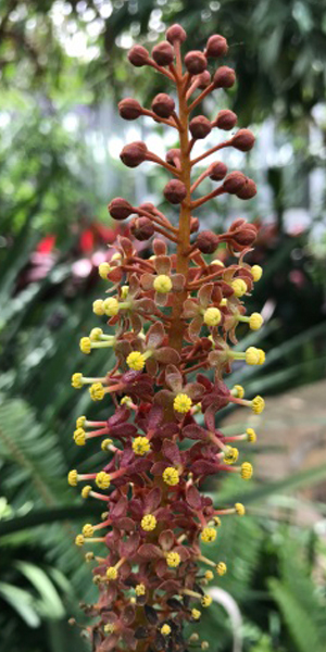 Carnivorous pitcher plants, like Nepenthes ‘Maria’