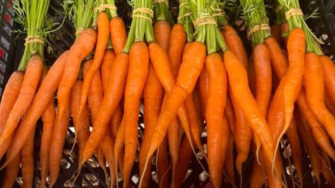 Carrots Legend Farms