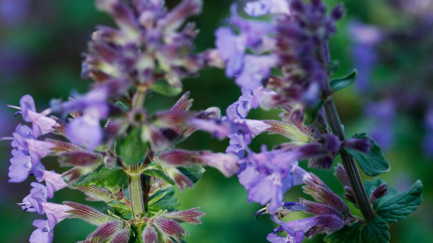 Catmint