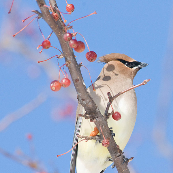 crabapple fruit