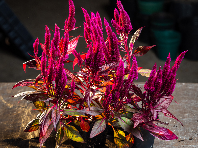 Celosia argentea INTENZ™ ‘Dark Purple’
