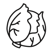 chinese cabbage