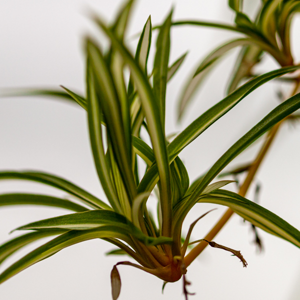 spider plant (Chlorophytum comosum), 