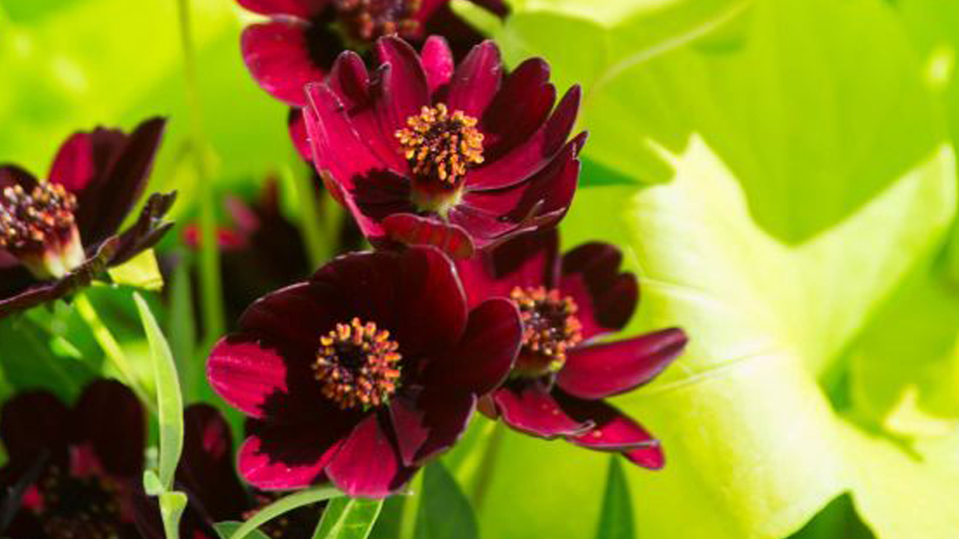 Chocolate cosmos (Cosmos atrosanguineus)