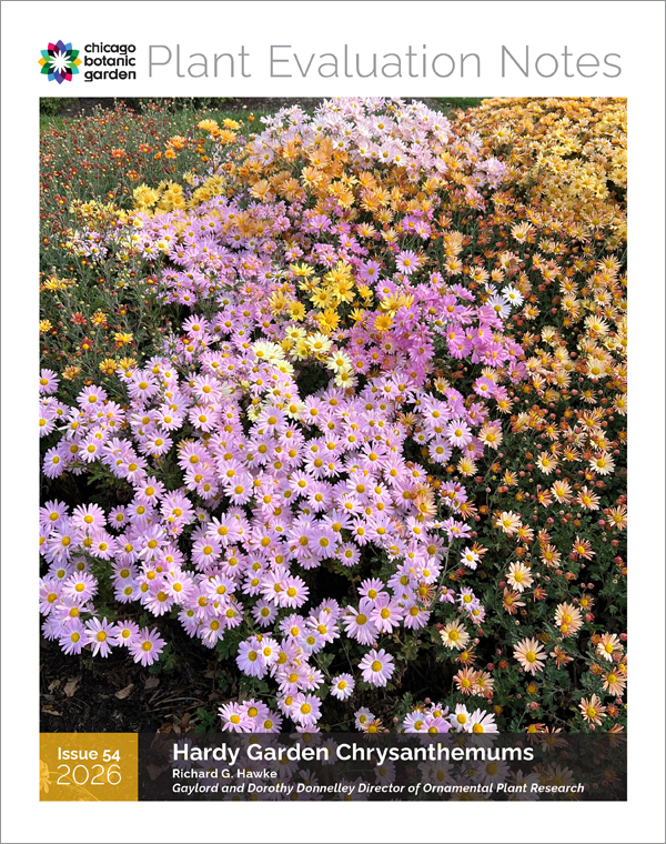 cover chrysanthemums