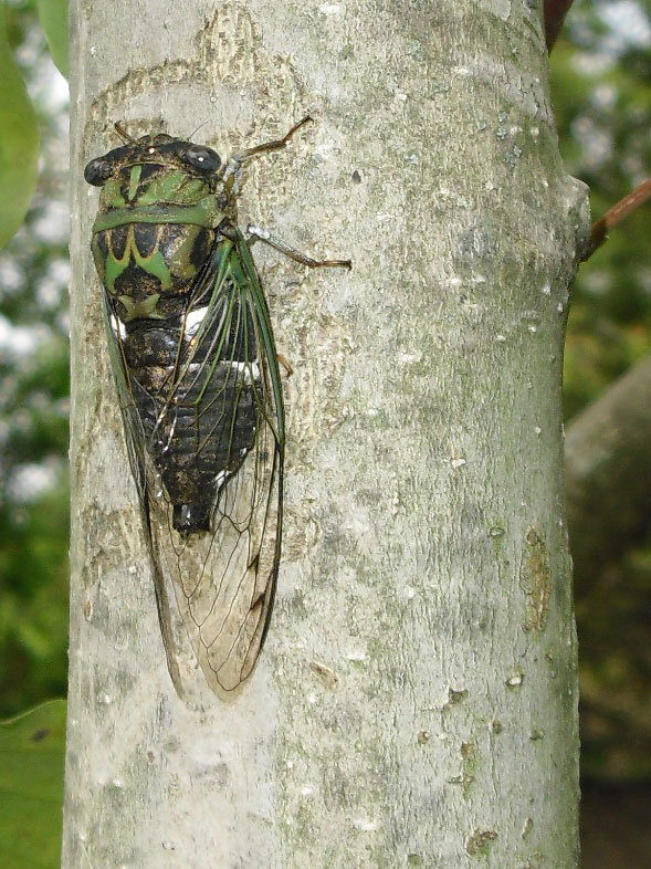 cicada