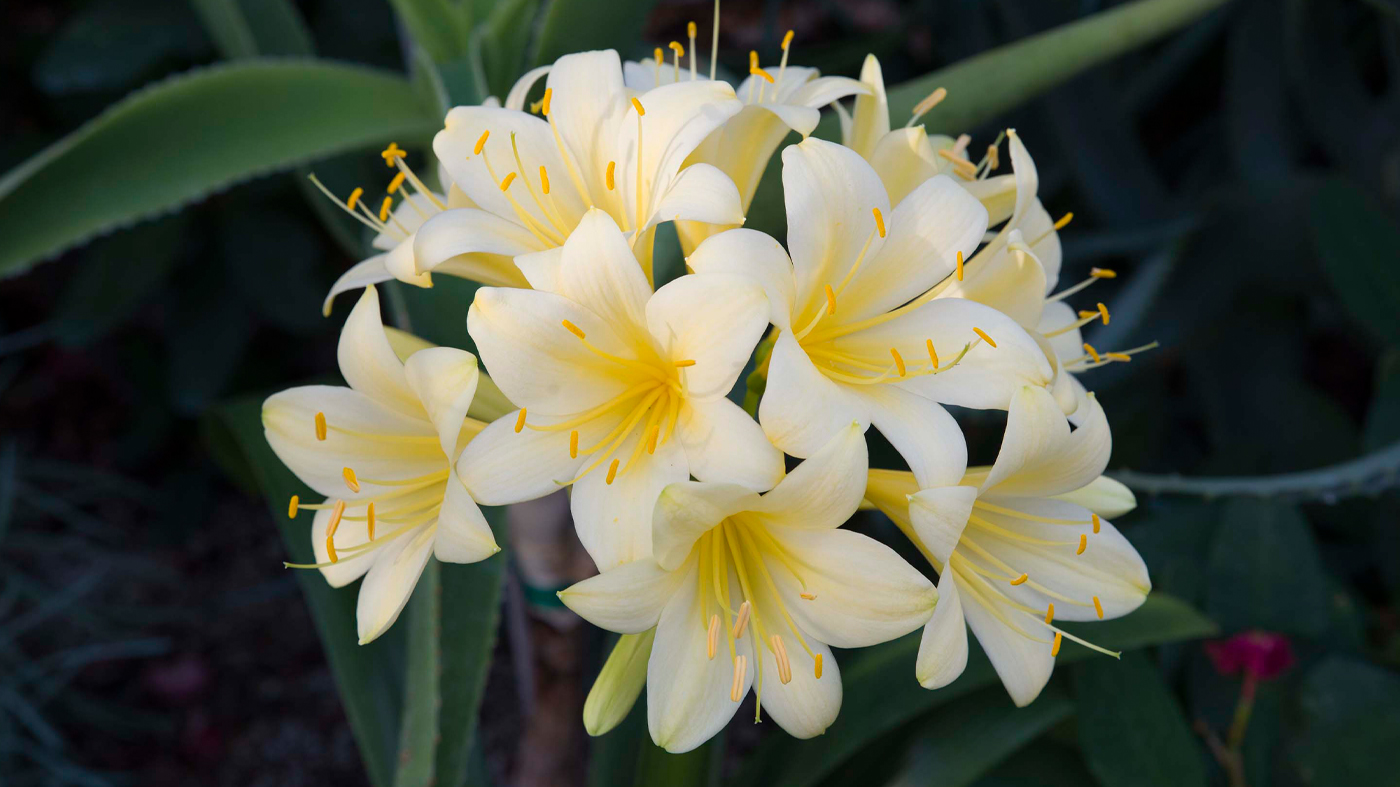 Clivia