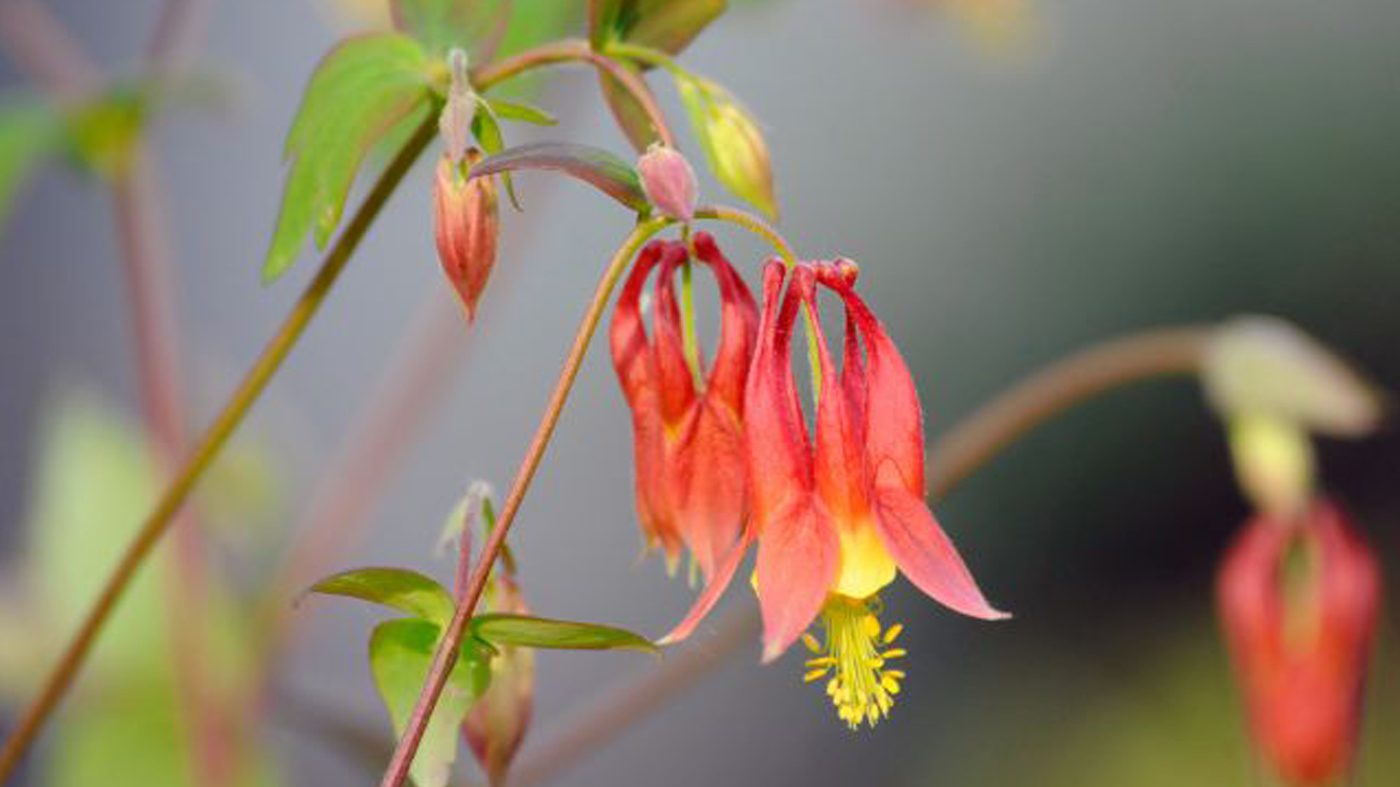 Columbine