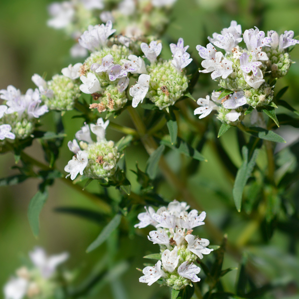 Common Mountain Mint (Pycnanthemum virginianum)