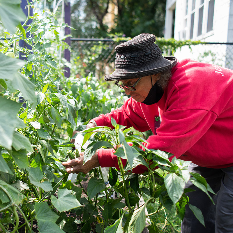 community gardens