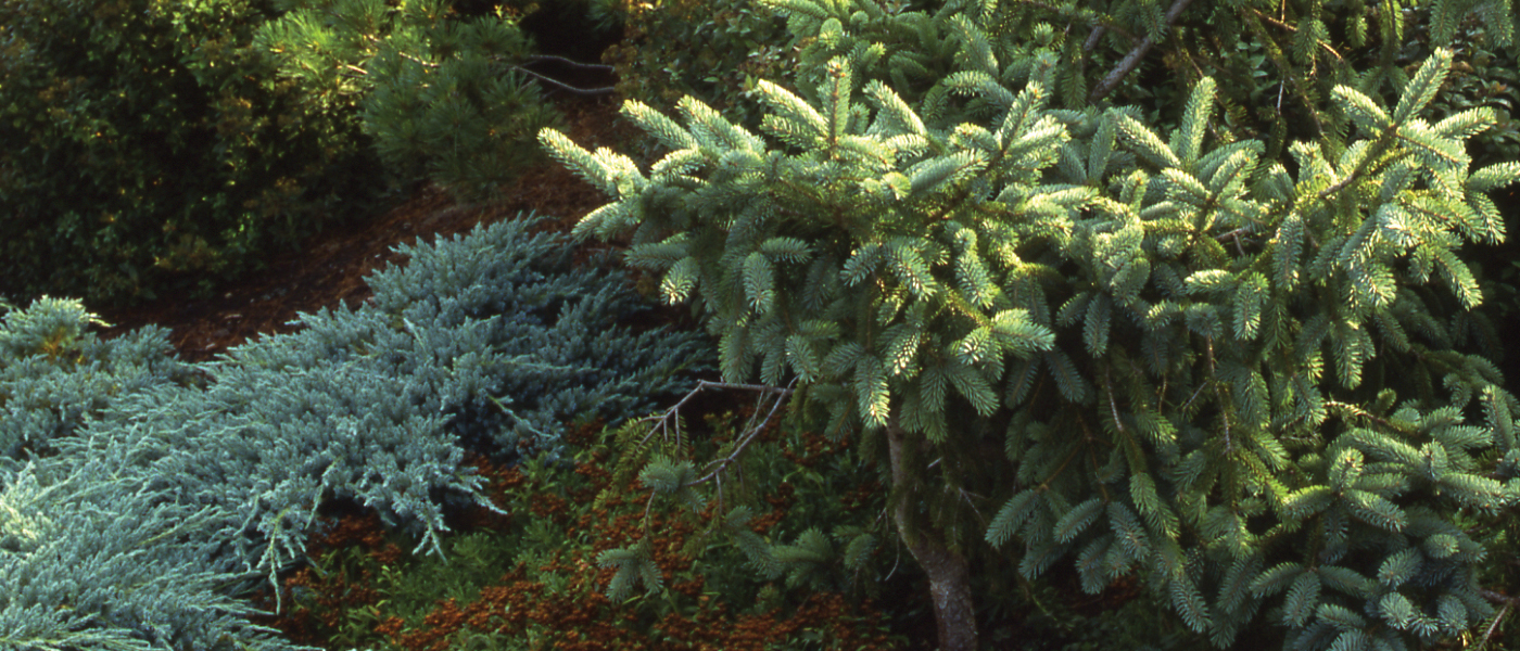 Dwarf conifers