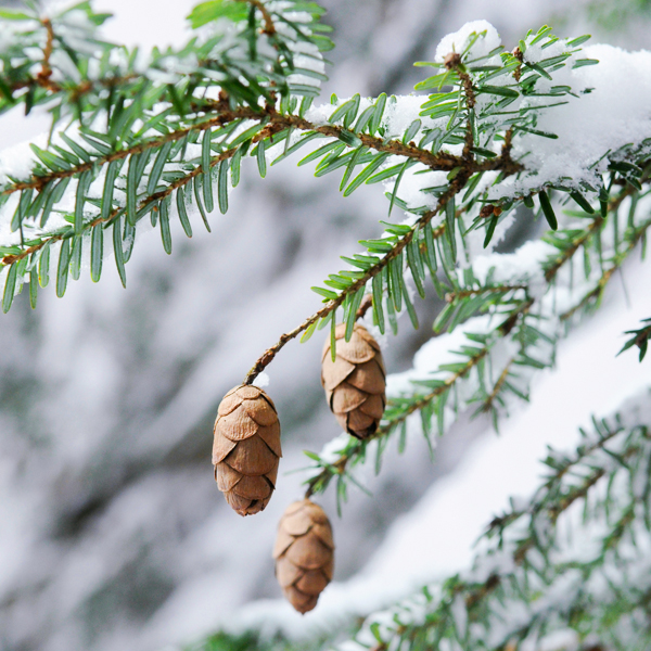 Conifers