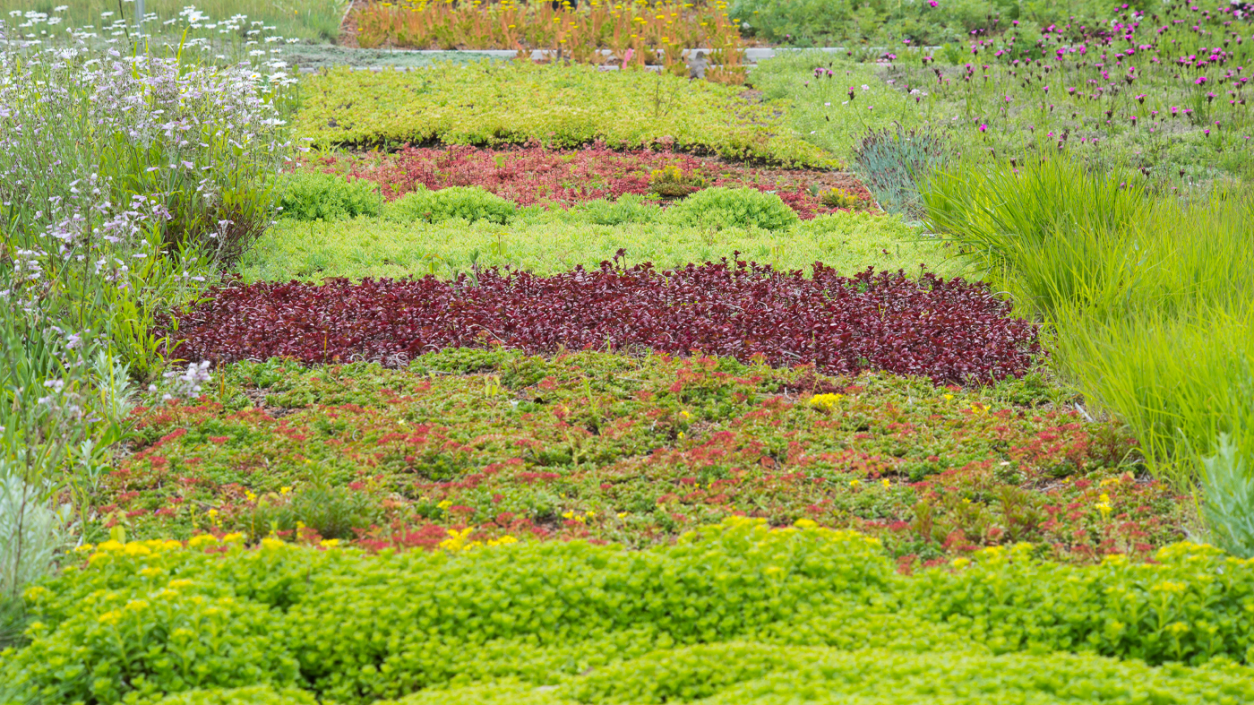 Conservation: roof garden